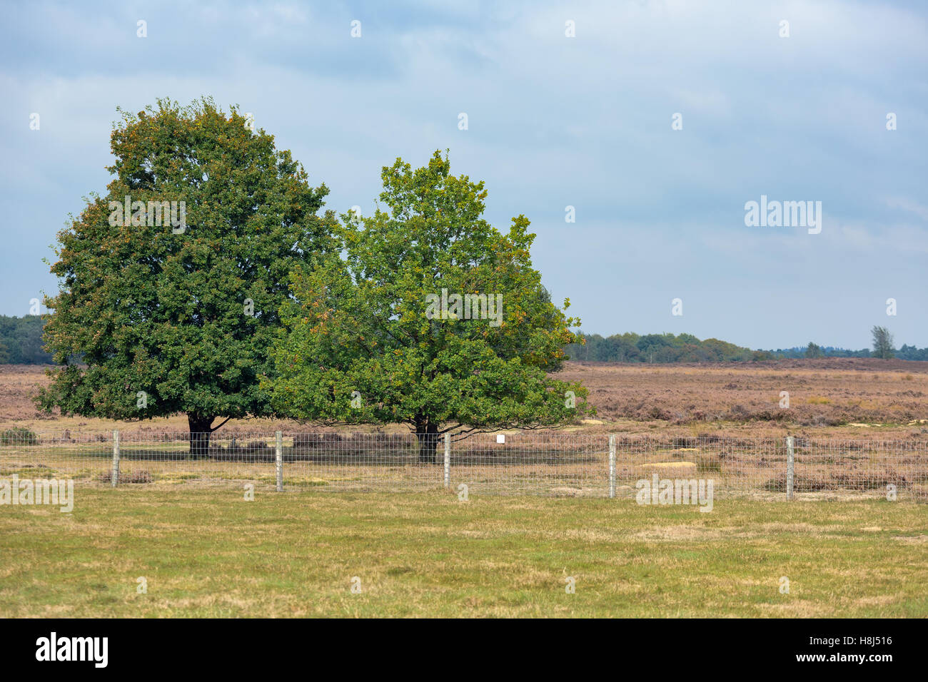 Niederländischen Nationalparks Veluwe mit Eichen in der Nähe von Heide Stockfoto