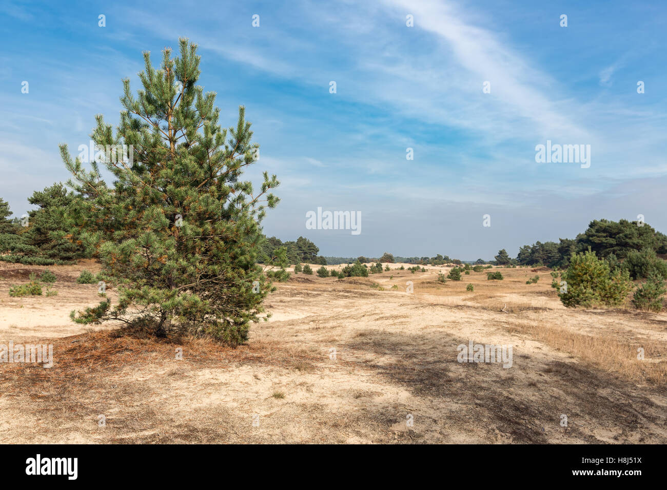 Sandverwehungen mit einsamen Bäume an der niederländischen Nationalparks Veluwe Stockfoto