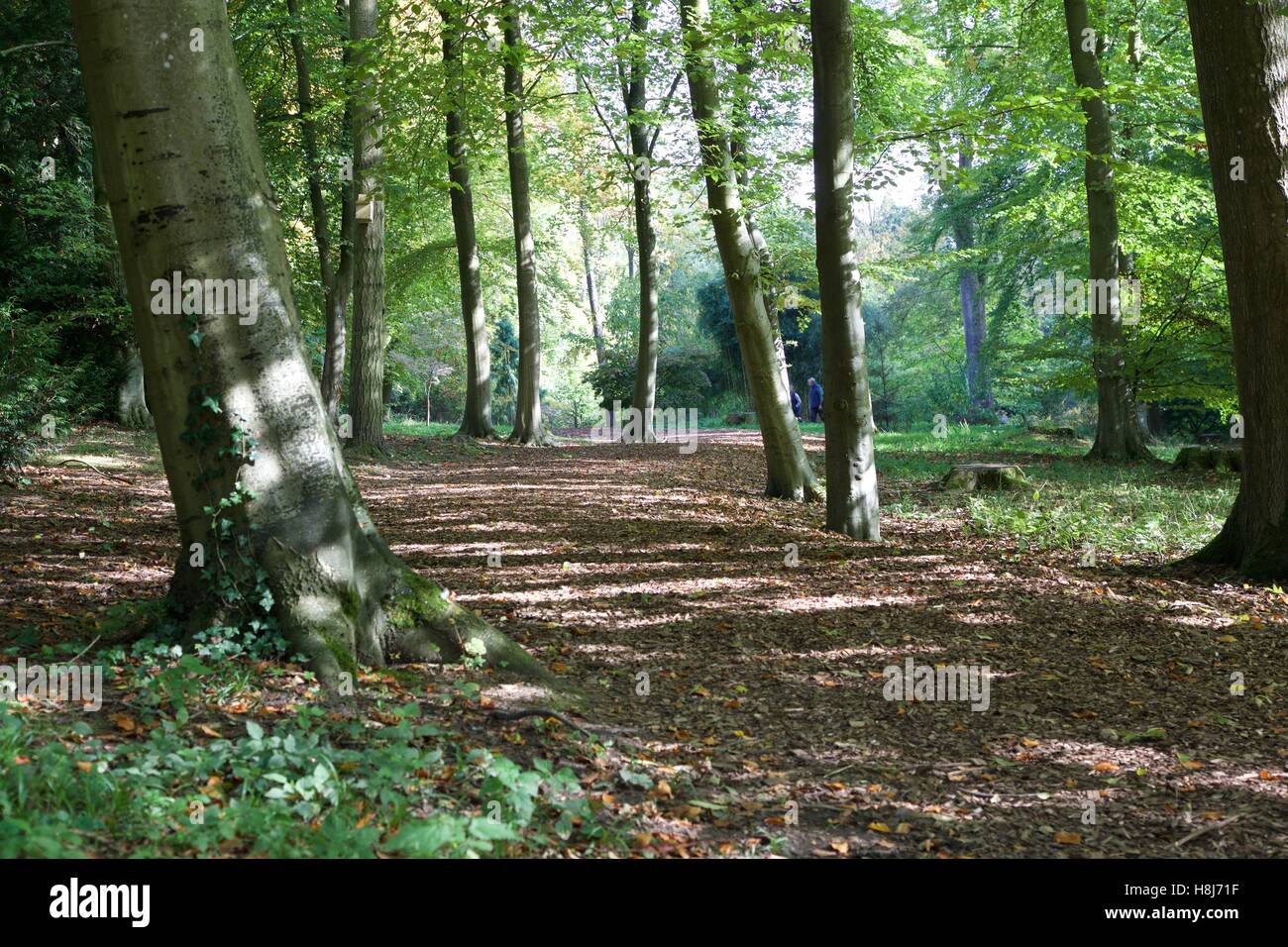 Zündeten Arboretum Stockfoto