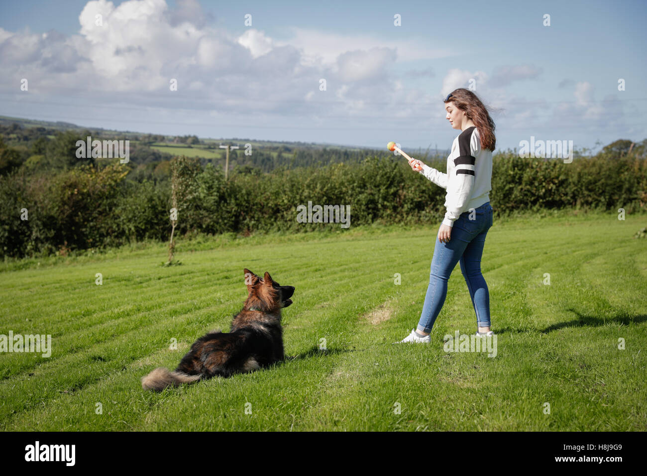 Junge Frau wirft einen Ball für ihren Hund einen deutschen Schäferhund. Stockfoto