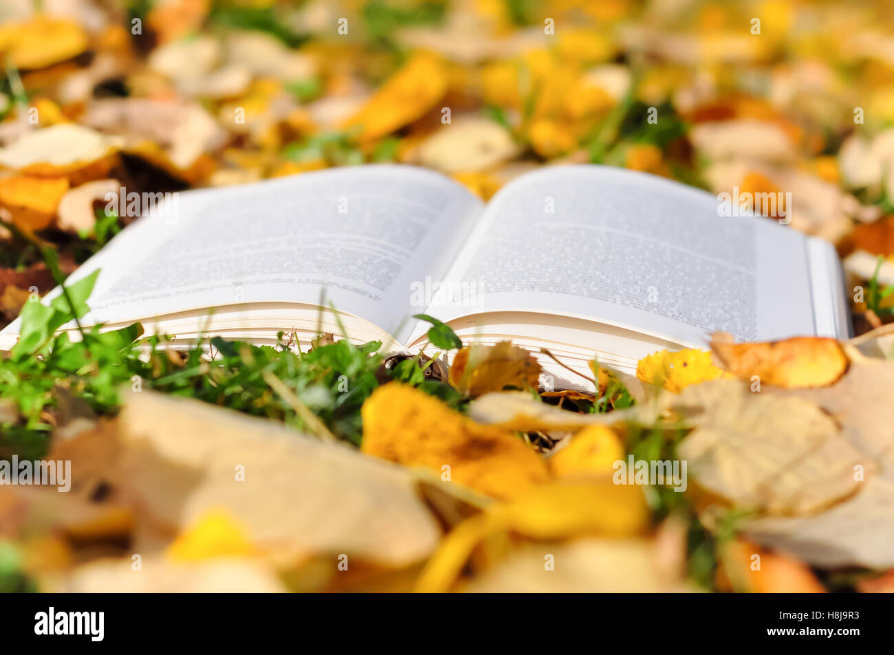 Buch in der Natur im Herbst Blätter lesen Konzept Stockfoto