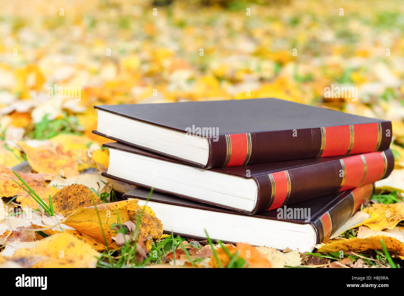 Buch in der Natur im Herbst Blätter lesen Konzept Stockfoto