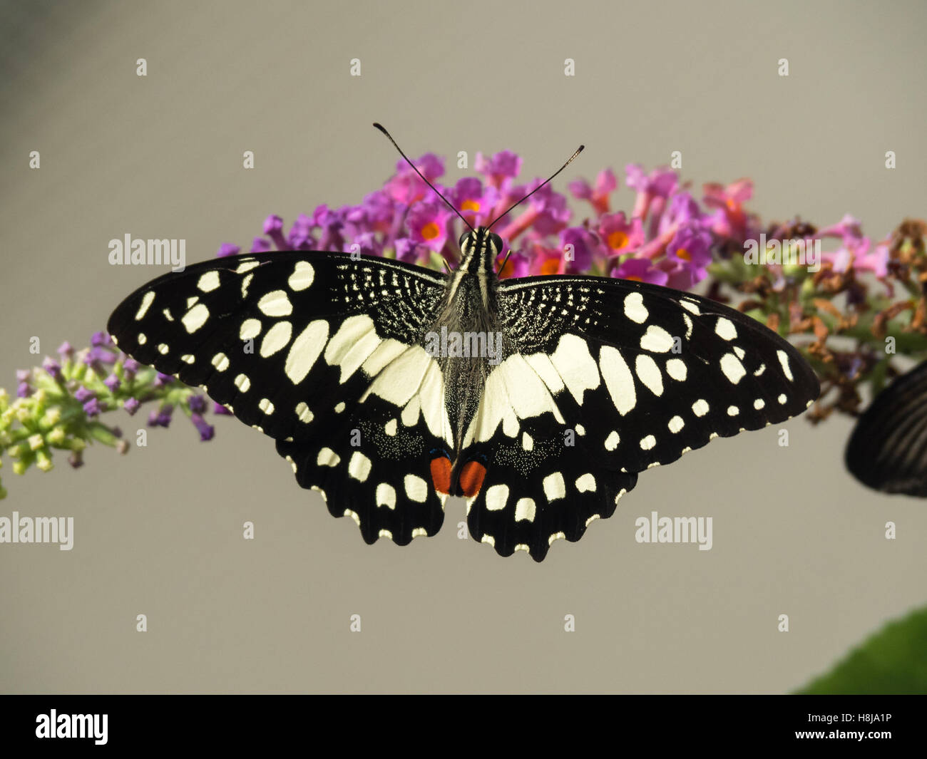Papilio Demoleus - Schwalbenschwanz-Schmetterling Stockfoto
