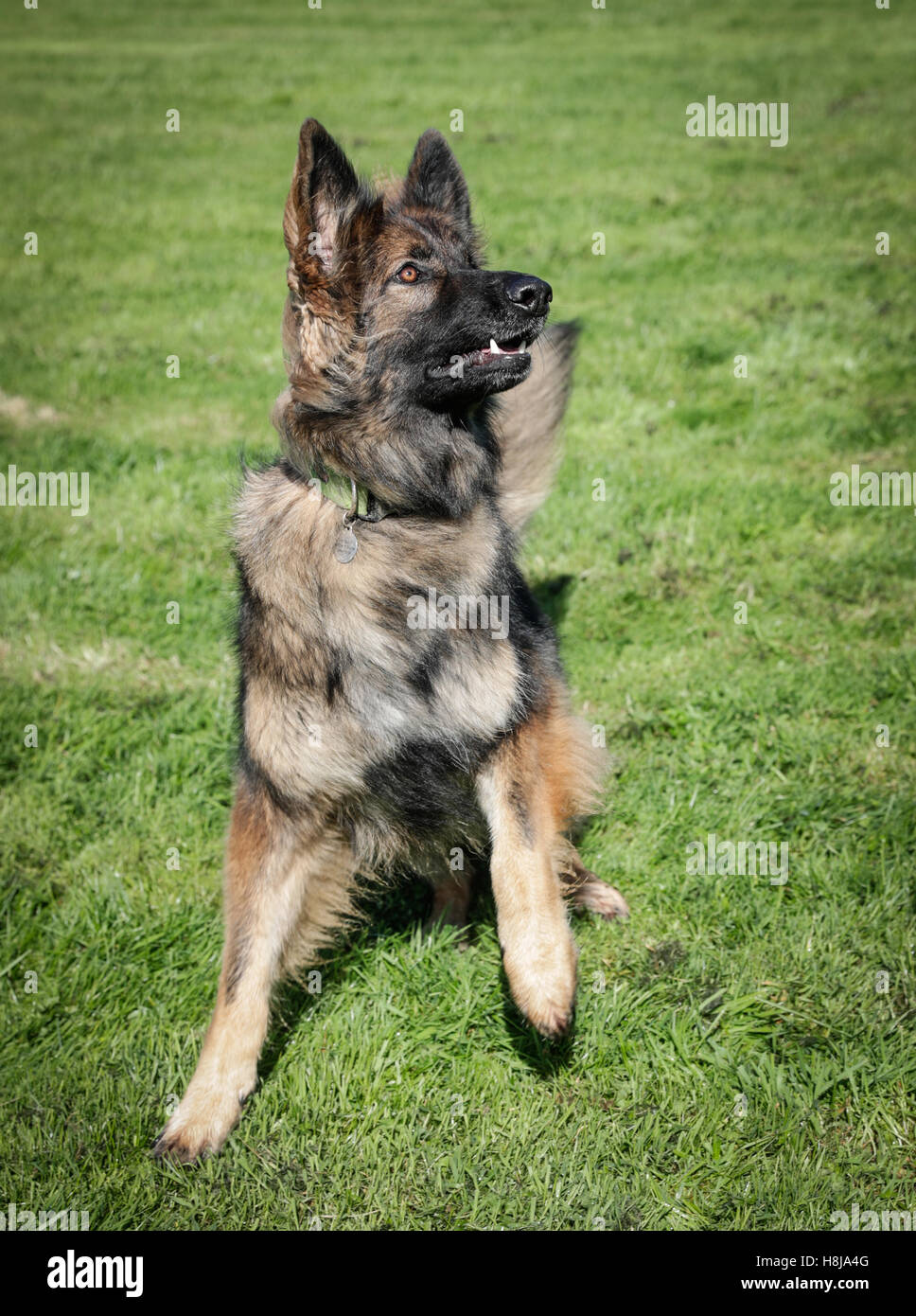Alarmieren Sie German Shepherd Dog elsässischen außerhalb auf Rasen starrte auf seinen Besitzer, der den Ball zu werfen und spielen mit ihrem Hund. Stockfoto