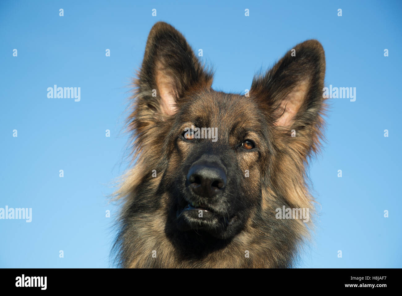 Elsässer Hund Kopf vor einem blauen Himmel, er hat lange Haare und ein wunderschönes Gesicht. Stockfoto