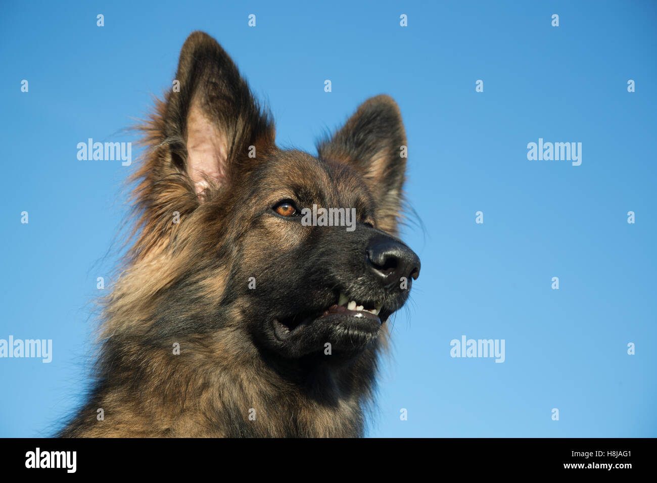 Elsässer Hund Kopf vor einem blauen Himmel, er hat lange Haare und ein wunderschönes Gesicht. Stockfoto