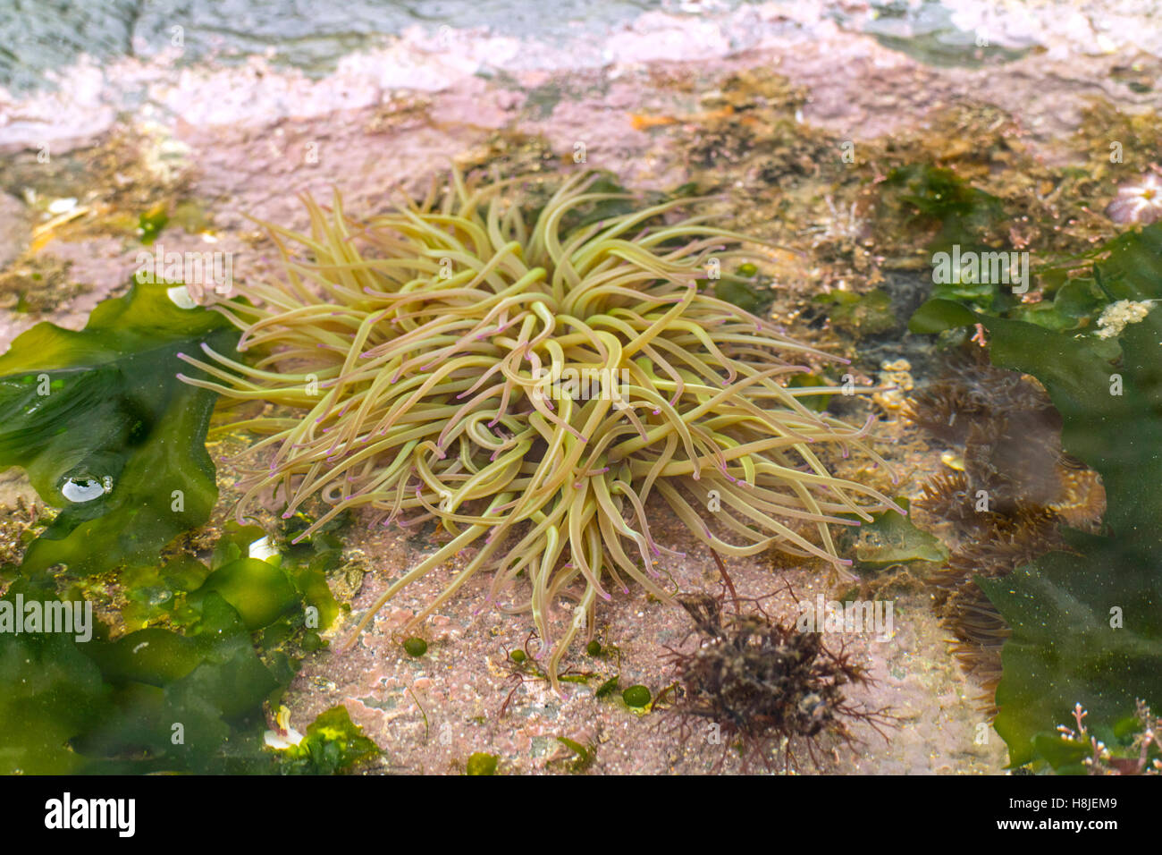 Seeanemone in einem Britischen rock Pool, Großbritannien, Großbritannien Stockfoto