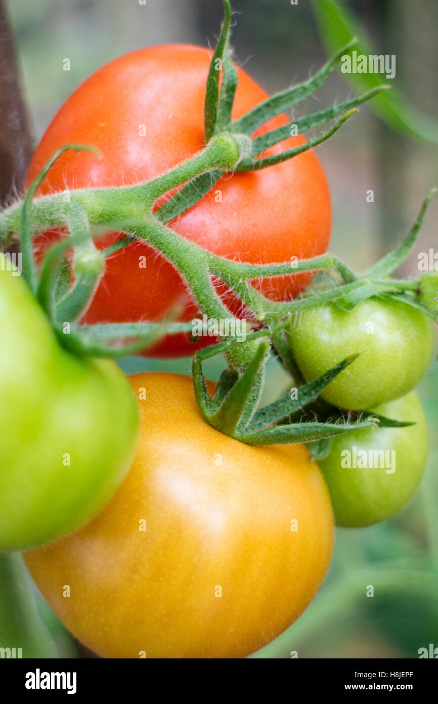 Tomaten in verschiedenen Stadien der Reifung. Stockfoto