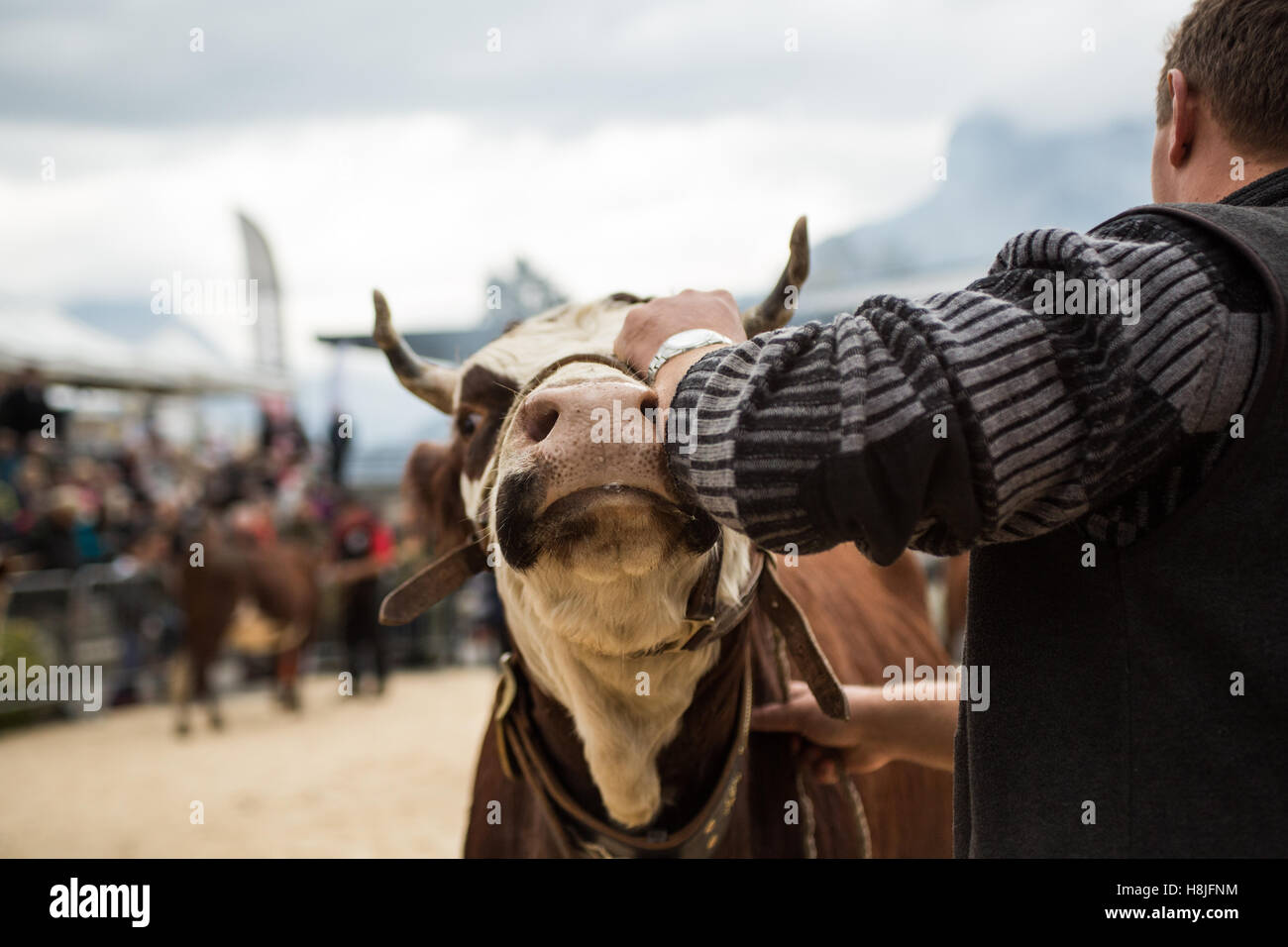 Kuh die Landwirtschaftsmesse von Saint-Gervais-Les-Bains Stockfoto