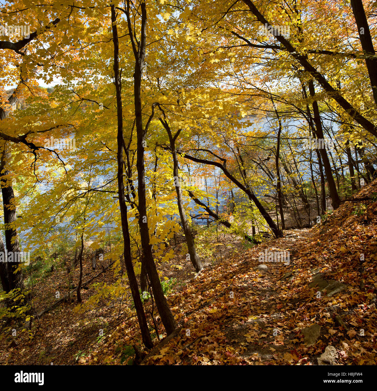 Herbstfarben von Ahornbäumen entlang des Mississippi River Gorge in Minneapolis, Minnesota Stockfoto