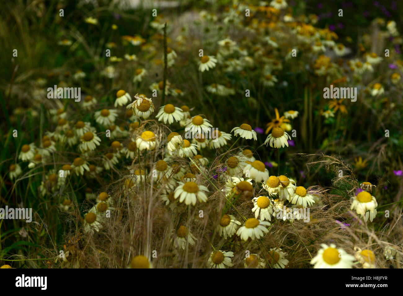 Anthemis Tinctoria E C Buxton Dyer Kamille Gänseblümchen Gänseblümchen gelb ausdauernde krautige Pflanzen Gartengras Gräser RM Floral Stockfoto