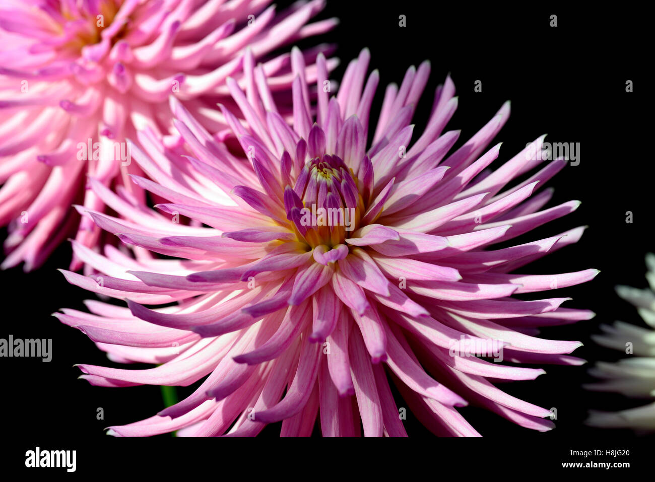 Dahlie Deborah Kiwi rosa Kaktus-Dahlien blühen Blumen Blüte mehrjährige RM Floral Stockfoto