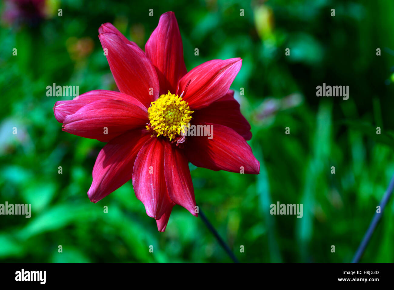 einzelne rote Dahlie Sämling unbenannt gelbes Auge Dahlien Tierwelt freundliche RM Floral Stockfoto