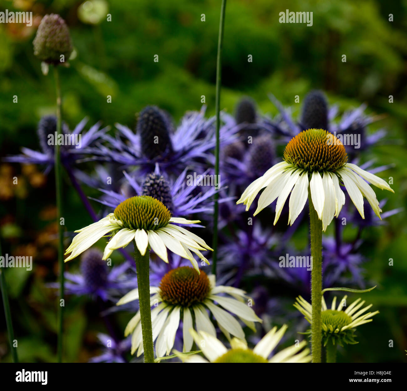 Echinacea-White swan Eryngium Alpinum Slieve Donard Sonnenhut weiss lila Farbe Kombination Bepflanzung Schema Garten RM Floral Stockfoto