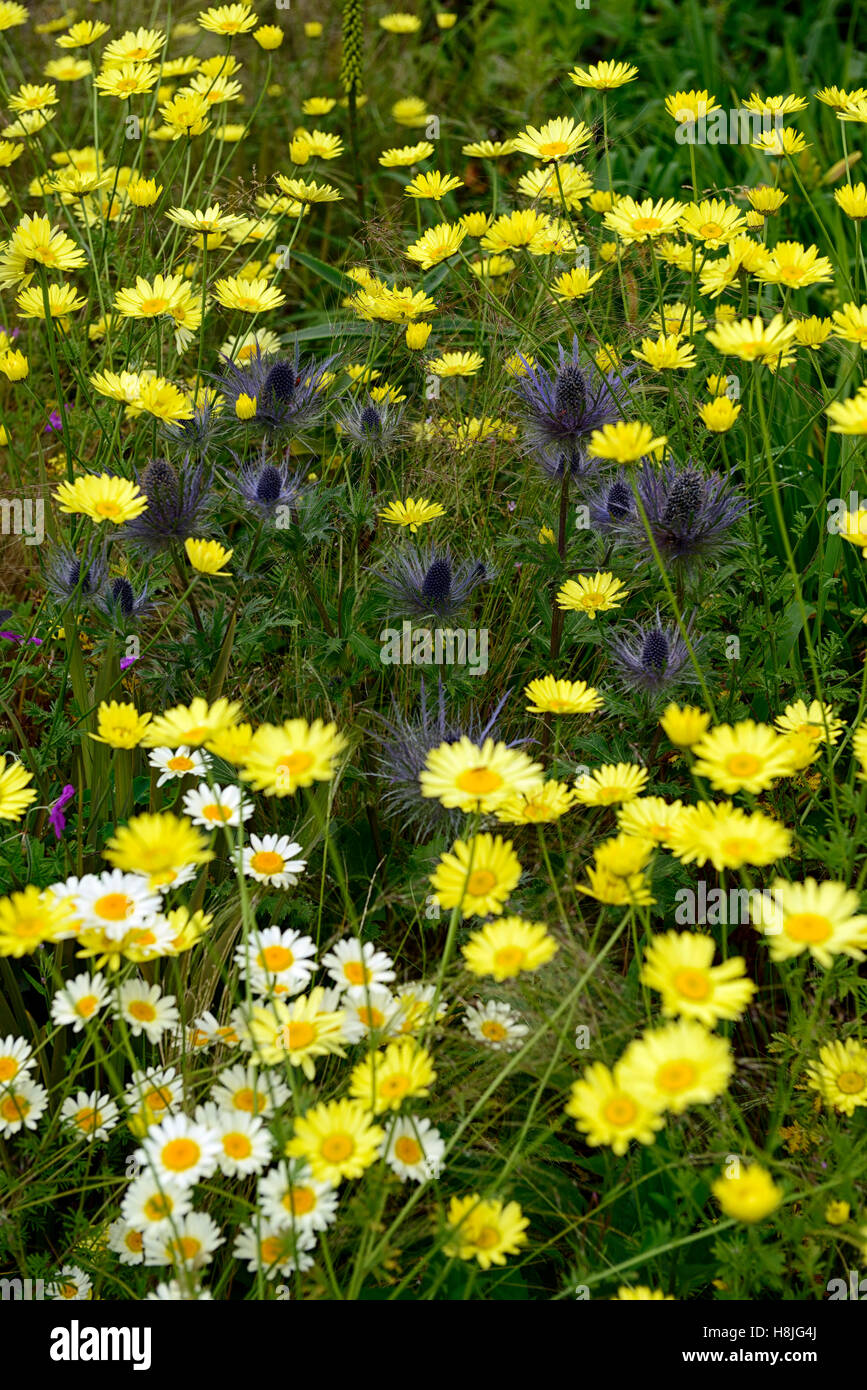 Eryngium Kamille blau gelbe Gänseblümchen Gänseblümchen Blumen Blüte Mischung gemischt Bepflanzung Schema Bett mehrjährige Kontrast RM Floral Stockfoto