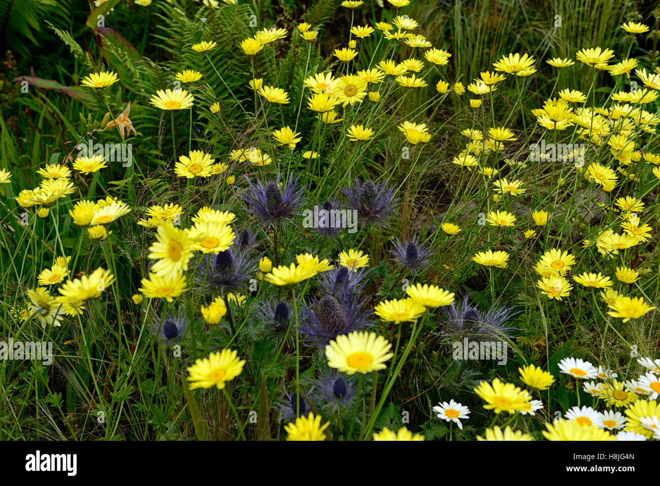 Eryngium Kamille blau gelbe Gänseblümchen Gänseblümchen Blumen Blüte Mischung gemischt Bepflanzung Schema Bett mehrjährige Kontrast RM Floral Stockfoto
