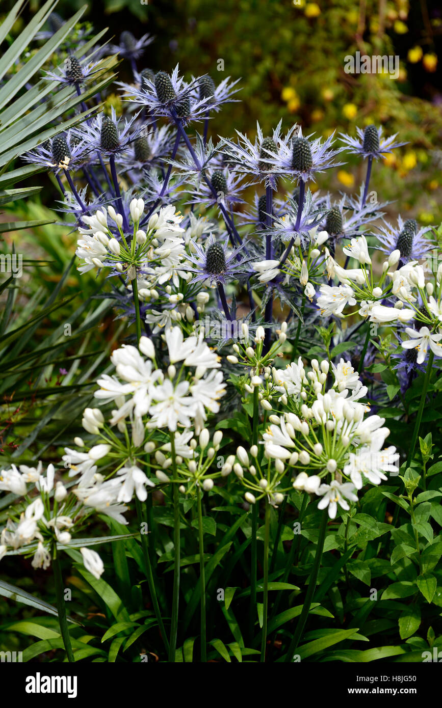 36+ Mehrjährige Blaue Blumen, Mehrjährige blaue blumen können sie