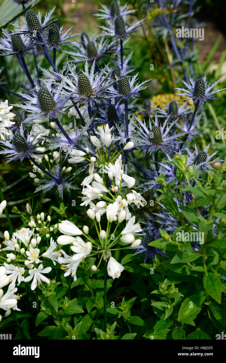 Eryngium Giganteum Agapanthus weiße blaue Blumen Blüte Mischung