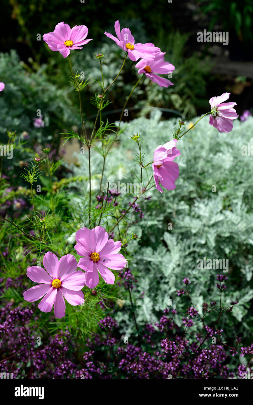 Rosa Cosmos Silber Senecio Bett Beetpflanze Pflanzen mix gemischte Kombination jährliche Anzeige Sommer blühenden RM Floral Blumen Stockfoto