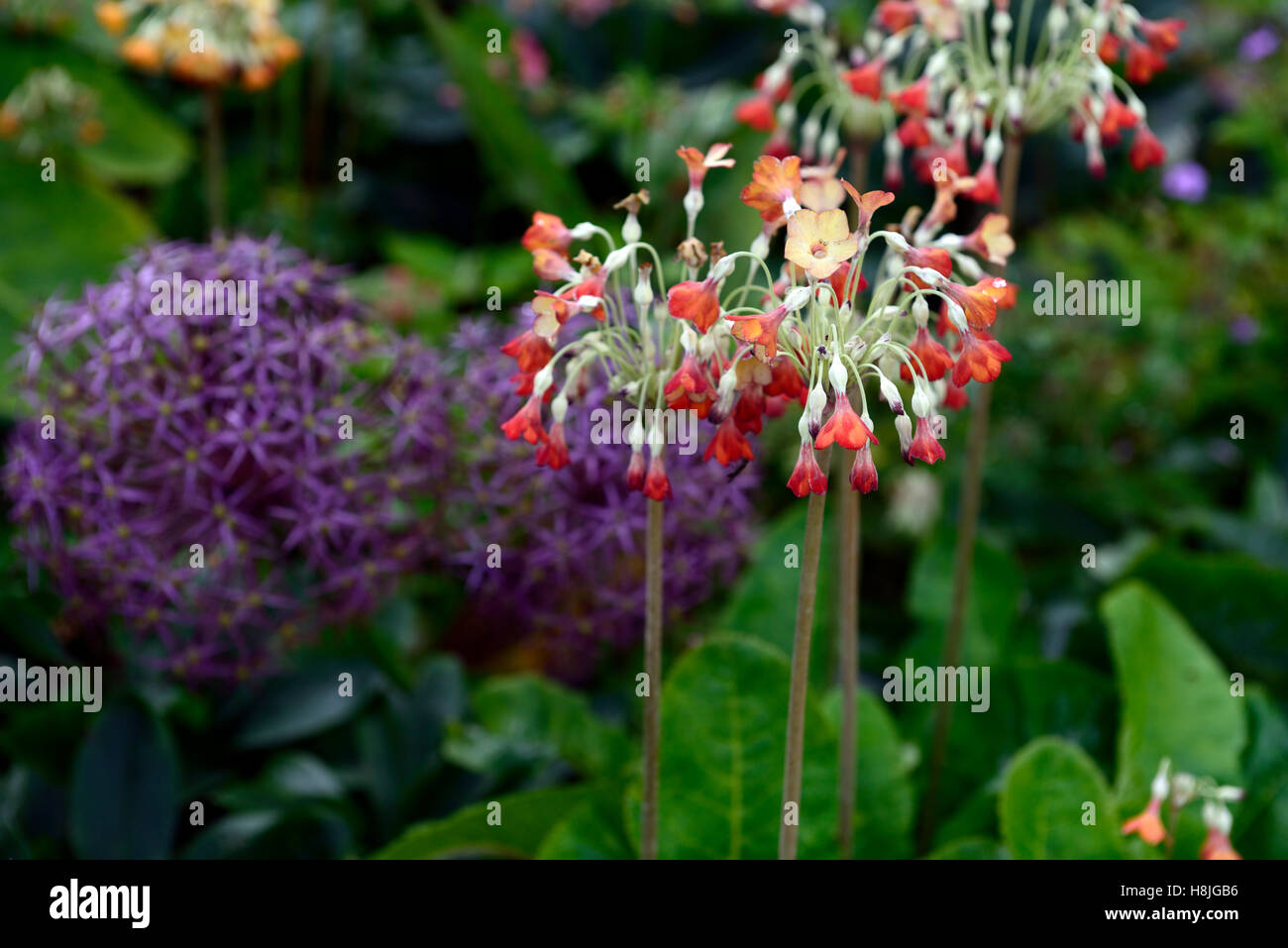 Primula Florindae orange Form lila Allium Globemaster riesige Himalaya Schlüsselblume Farbgebung Kombination Garten RM Floral Stockfoto