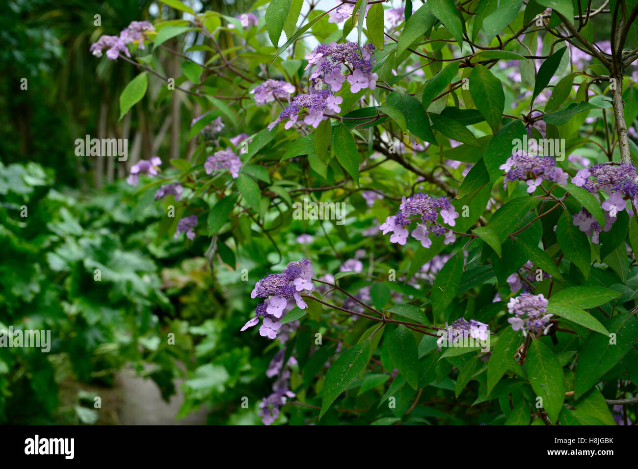 lila Lacecap Hydrangea Macrophylla Strauch Sträucher blüht blühend laubwechselnden RM Floral Stockfoto