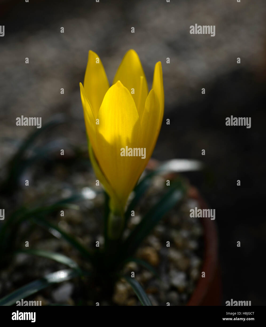 Sternbergia Lutea gelbe Blume Blumen Blüte Winter Herbst Herbst Narzissen Lilie im Feld gelb Herbstzeitlose RM Floral Stockfoto