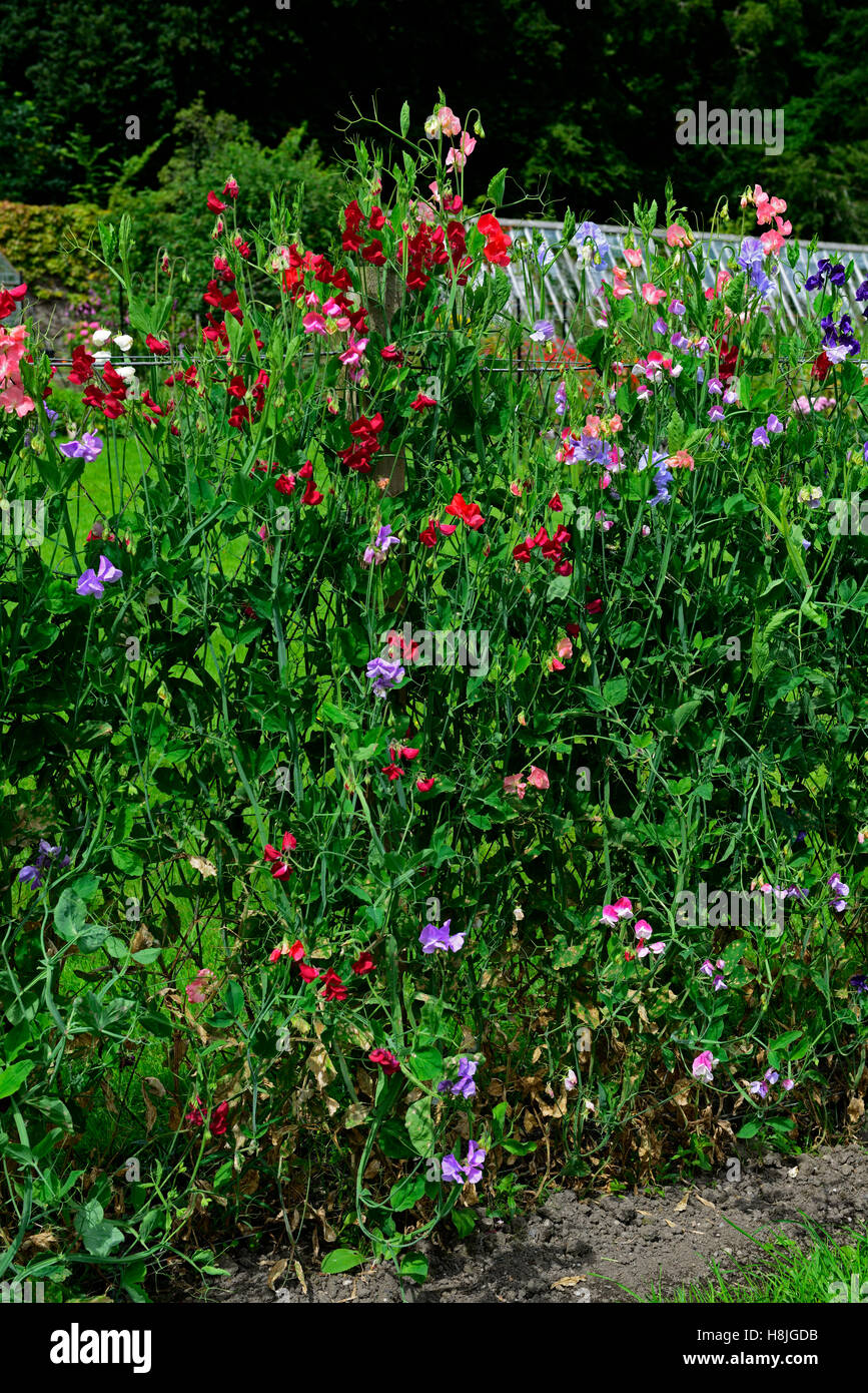 Platterbse süße Erbsen Erbsen wachsen aufwachsen Zaun Zäune Pflanze unterstützt Frame Rahmen Sommer Jahrbücher Kletterer Klettern Blumen Stockfoto