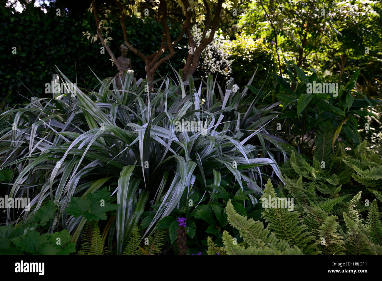 Astelia Chathamica Silber Speer Ziergräser Laub Blätter Pflanze Porträts Stauden Schatten Schatten schattige RM Floral Stockfoto