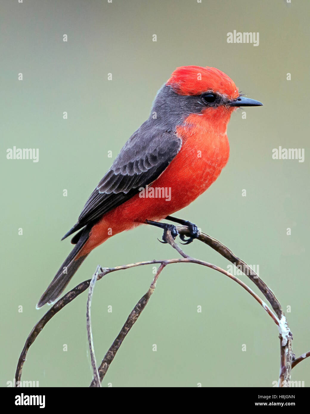 Zinnober Flycatcher Stockfoto