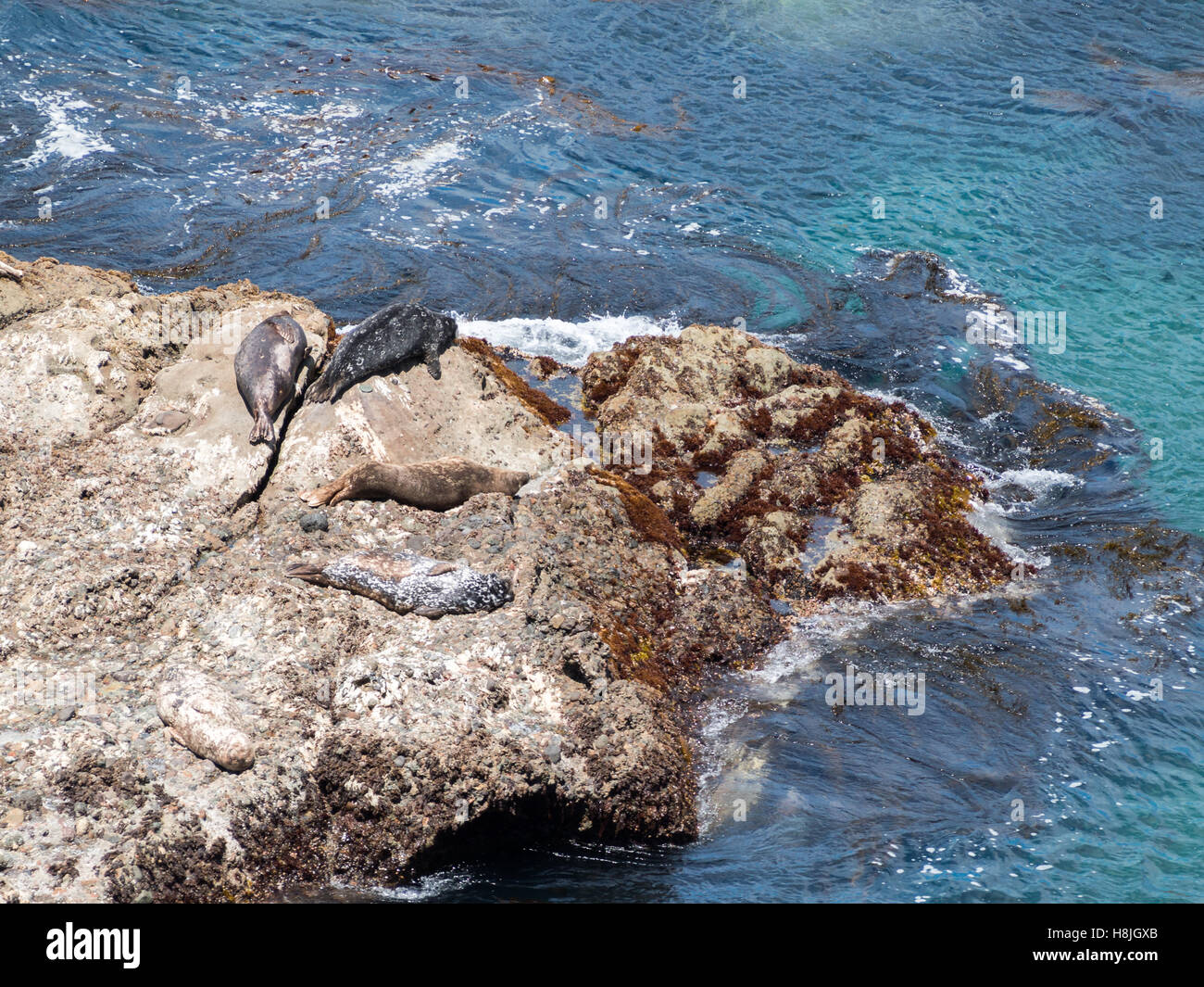 Seelöwen, die sich auf die Felsen am Point Lobos State Natural Park Stockfoto