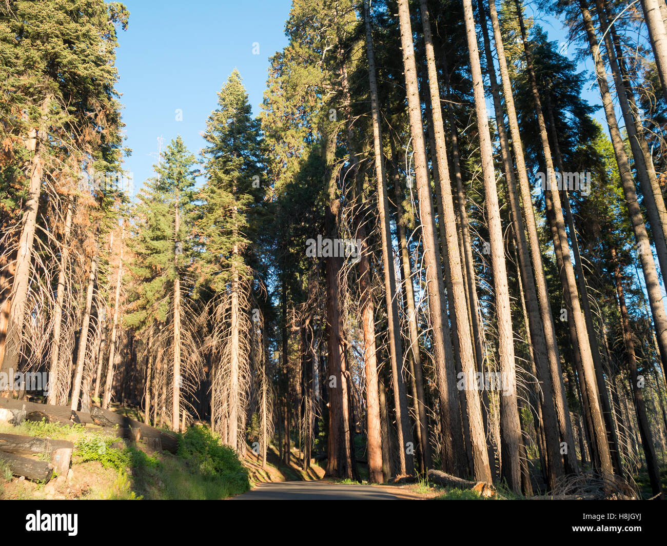 Sequoia & Kings Canyon Nationalpark Stockfoto