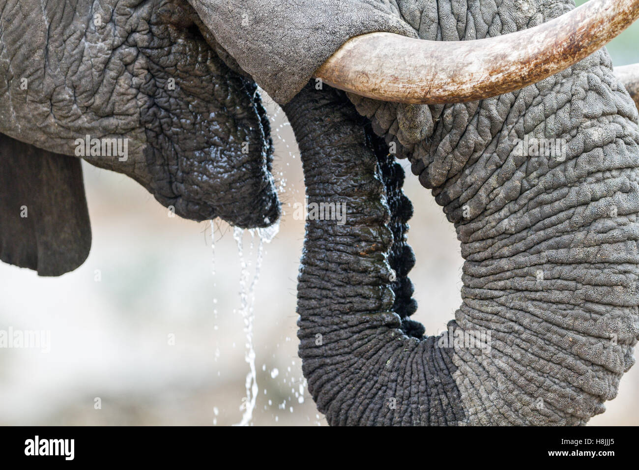Teil einer Reihe von Bildern dokumentiert die komplexen sozialen Interaktionen des afrikanischen Elefanten, wenn sie zu trinken versammeln. Stockfoto