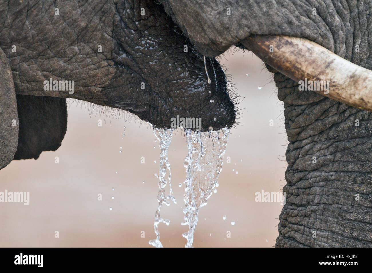Teil einer Reihe von Bildern dokumentiert die komplexen sozialen Interaktionen des afrikanischen Elefanten, wenn sie zu trinken versammeln. Stockfoto