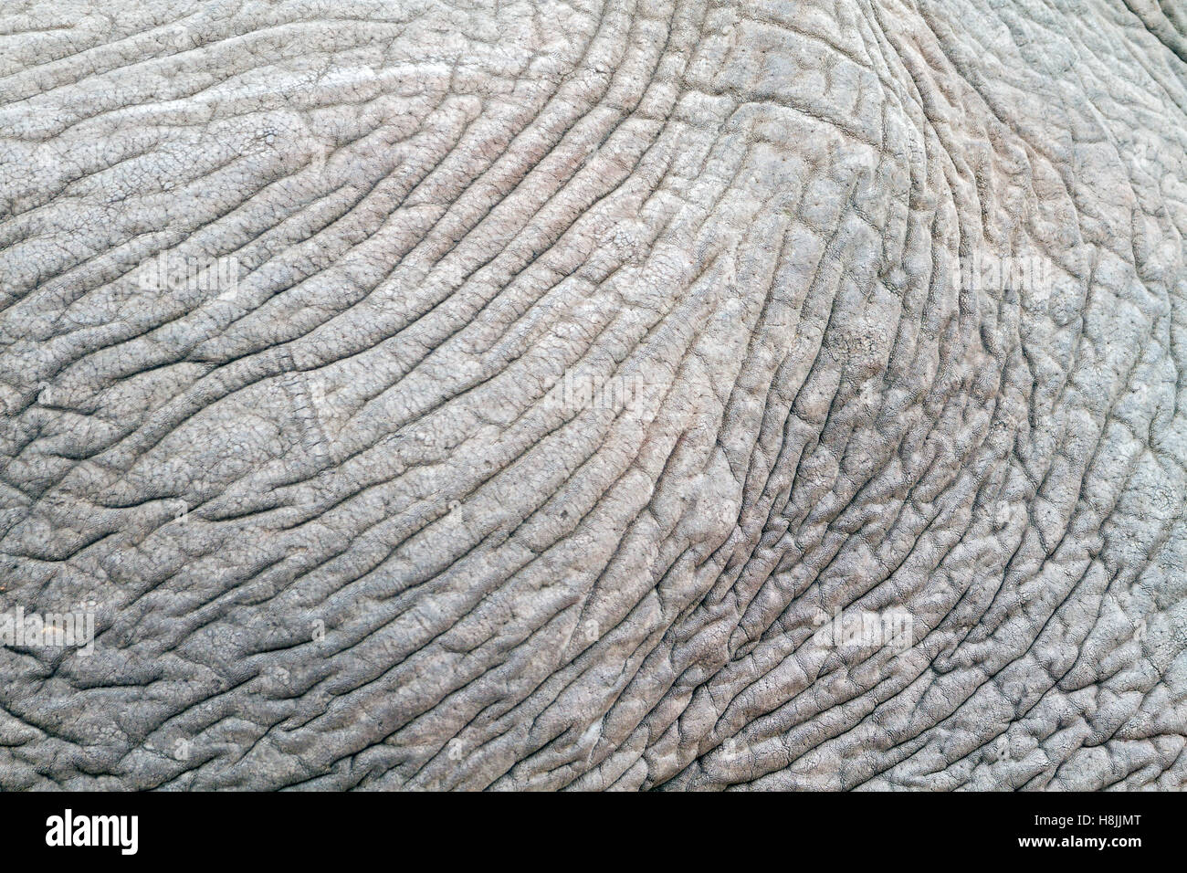 Nahaufnahme der faltige Haut eines afrikanischen Elefanten (Loxodonta Africana) enthüllt, abstrakte Informationen, Muster und Texturen Stockfoto