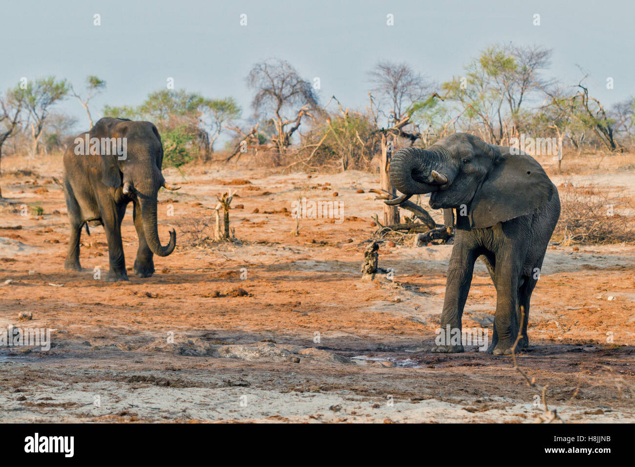 Teil einer Reihe von Bildern dokumentiert die komplexen sozialen Interaktionen des afrikanischen Elefanten, wenn sie zu trinken versammeln. Stockfoto