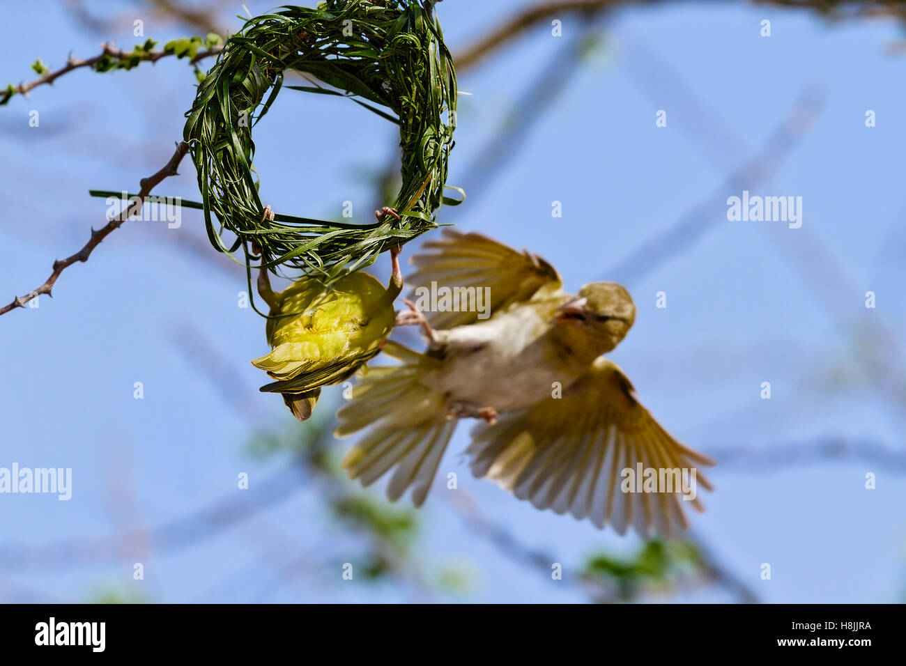 Südlichen maskierte Weber (Ploceus Velatus) Nestbau, Botswana Stockfoto