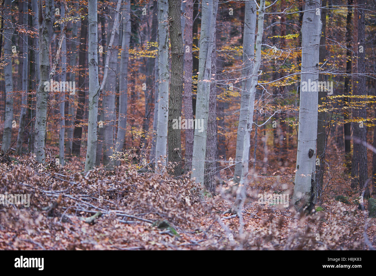 Zahlreiche Buche Bäume Stämme in Buche Herbst Wald Fagus sylvatica Stockfoto