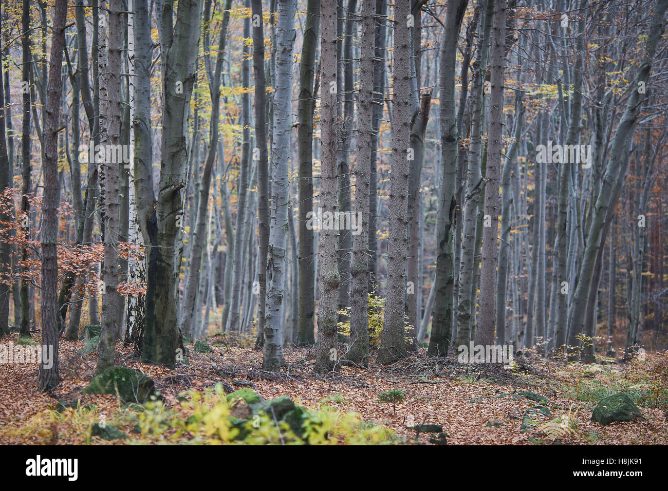 Zahlreiche Buche Bäume Stämme in Buche Herbst Wald Fagus sylvatica Stockfoto