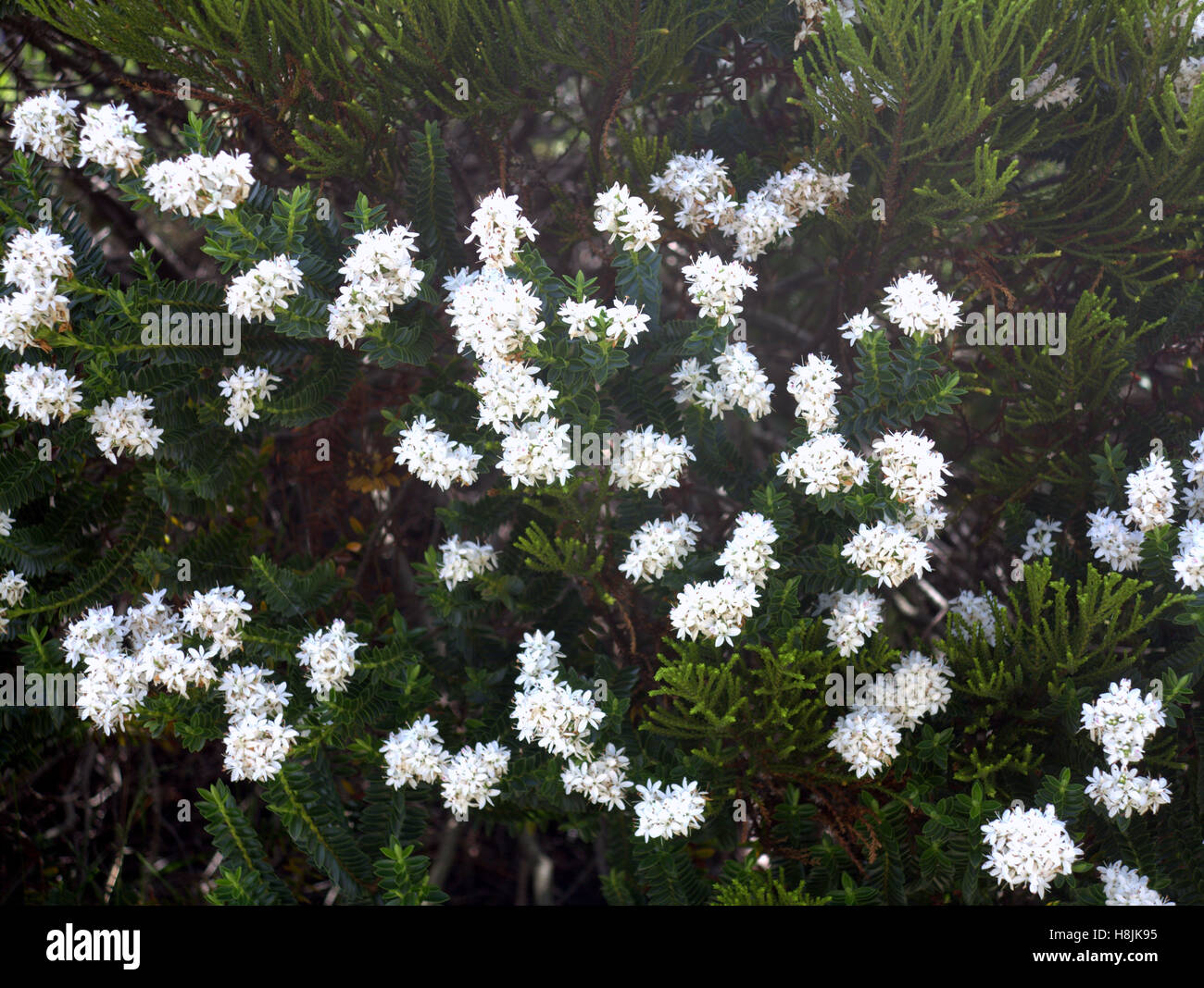 Blumen in Nahaufnahme Stockfoto