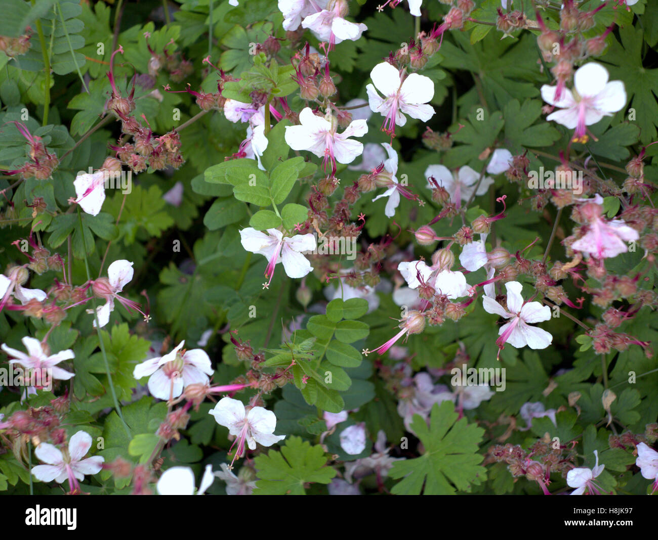 Blumen in Nahaufnahme Stockfoto