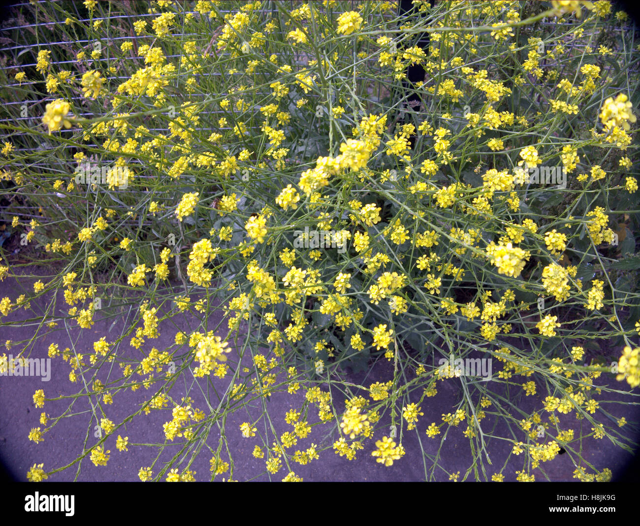 Blumen in Nahaufnahme Stockfoto