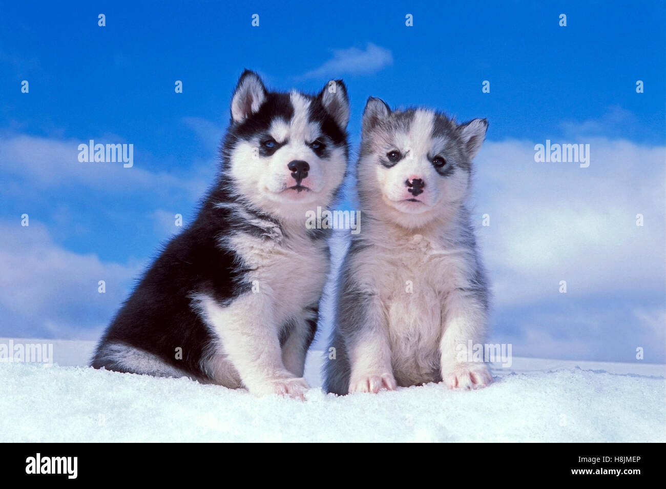 Siberian Husky, zwei Welpen sitzen zusammen auf Schnee Stockfoto
