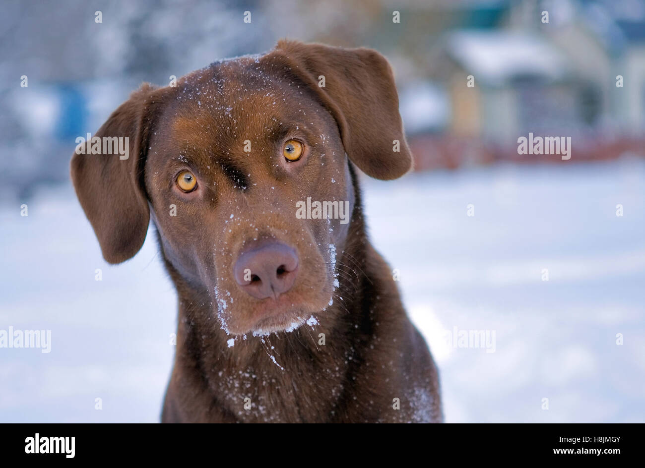 Chocolate Labrador Retriever sitzt im Schnee, Warnung Stockfoto