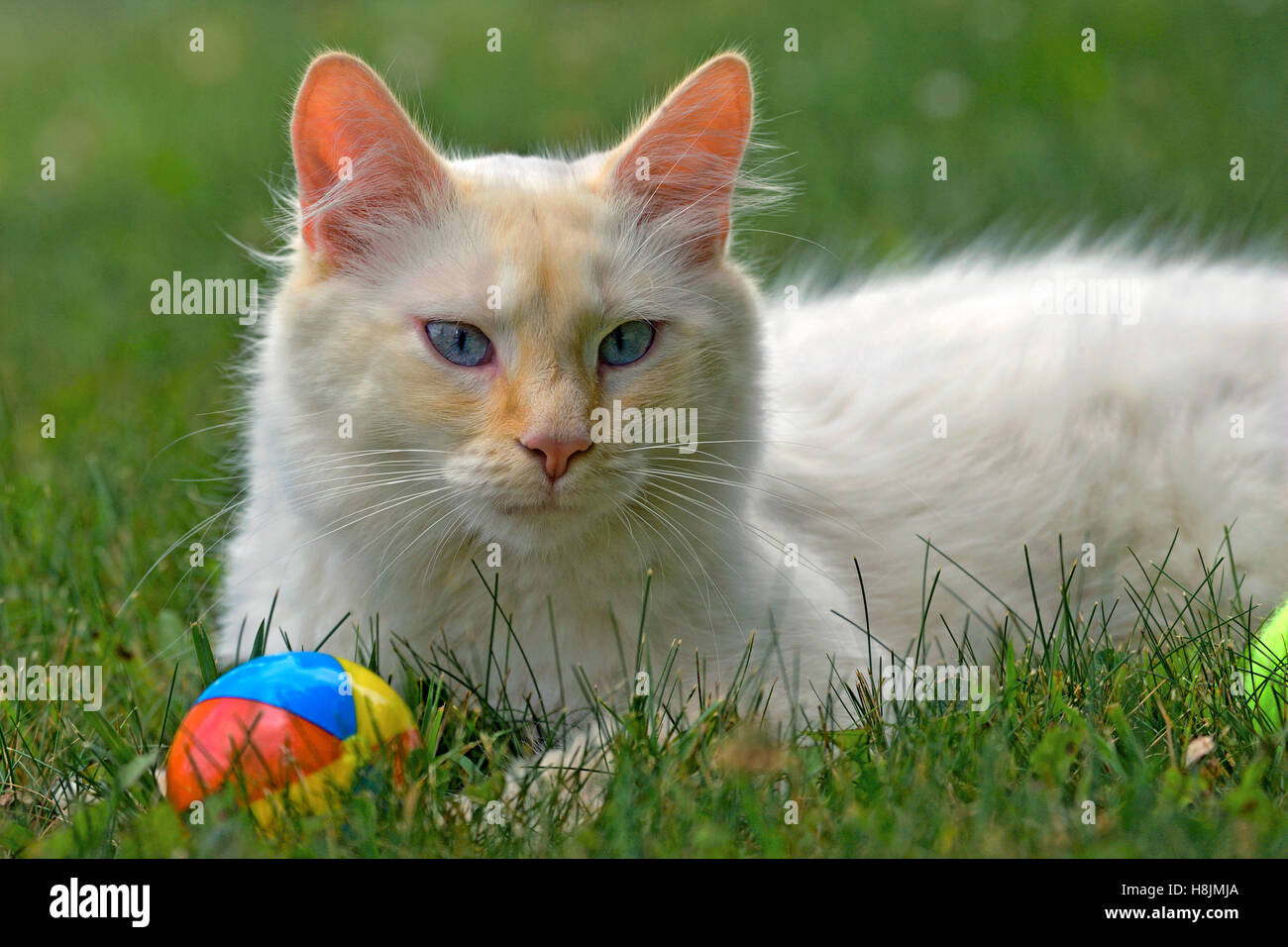 Weiße Siamkatze mit Ingwer Markierungen im Rasen mit Spielzeug Stockfoto