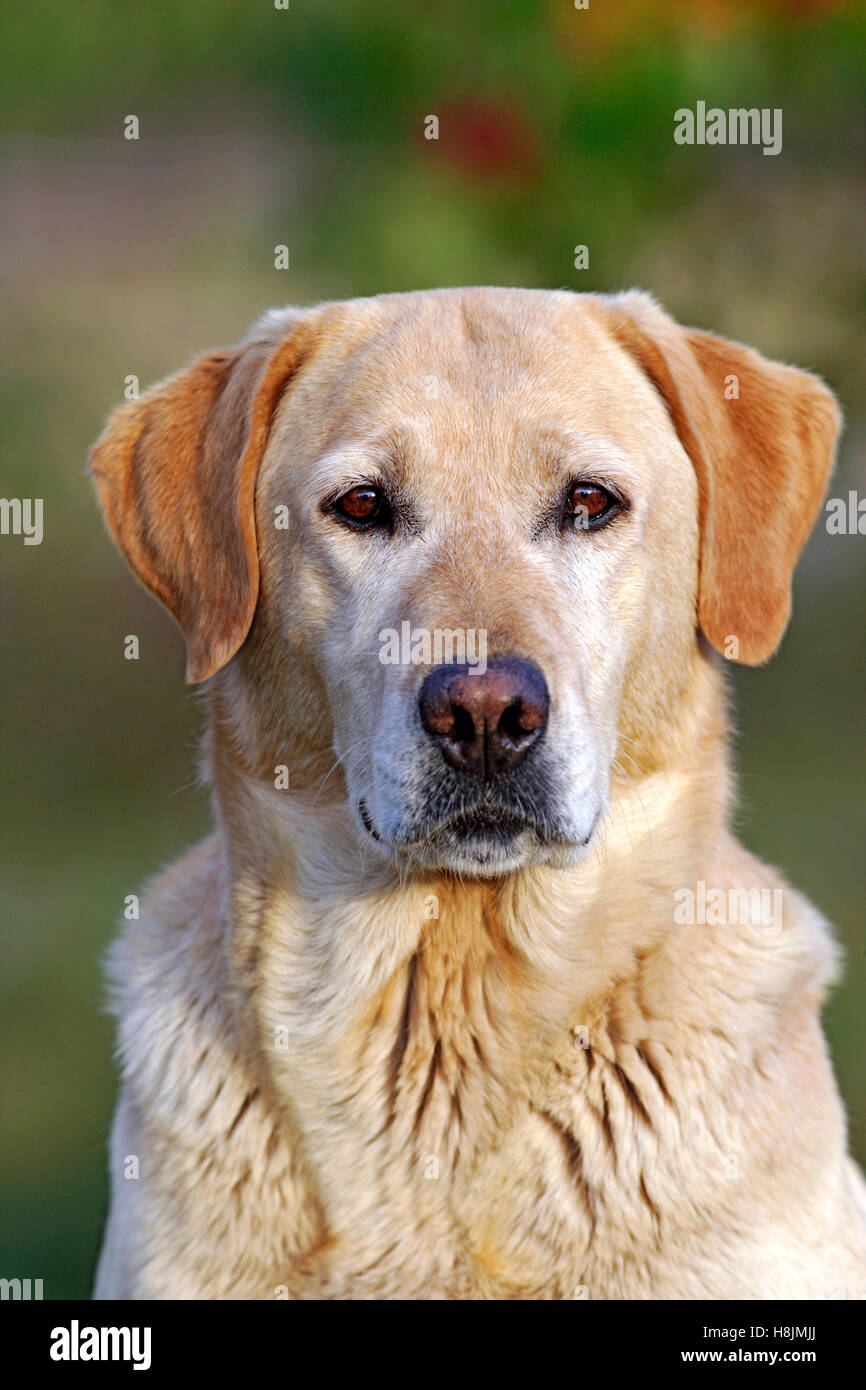 Gelber Labrador Retriever Porträt, Nahaufnahme Stockfoto