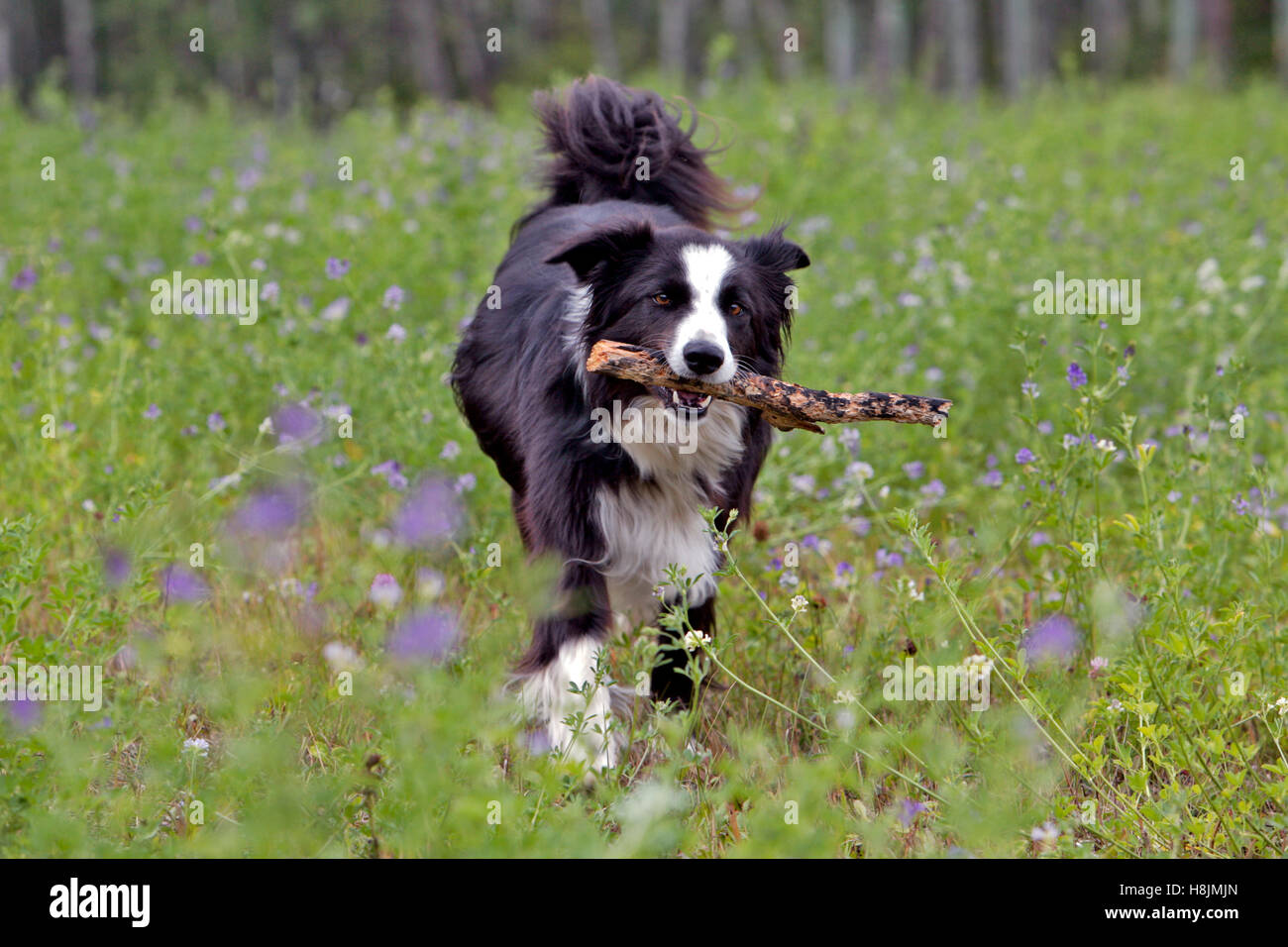 Border Collie mit Stick laufen auf Wiese rosa Blüten Stockfoto