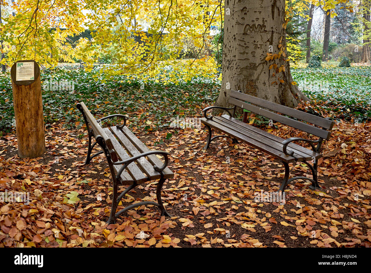 Leere Bänke unter den gefallenen Herbst Blätter Nostalgie Stockfoto