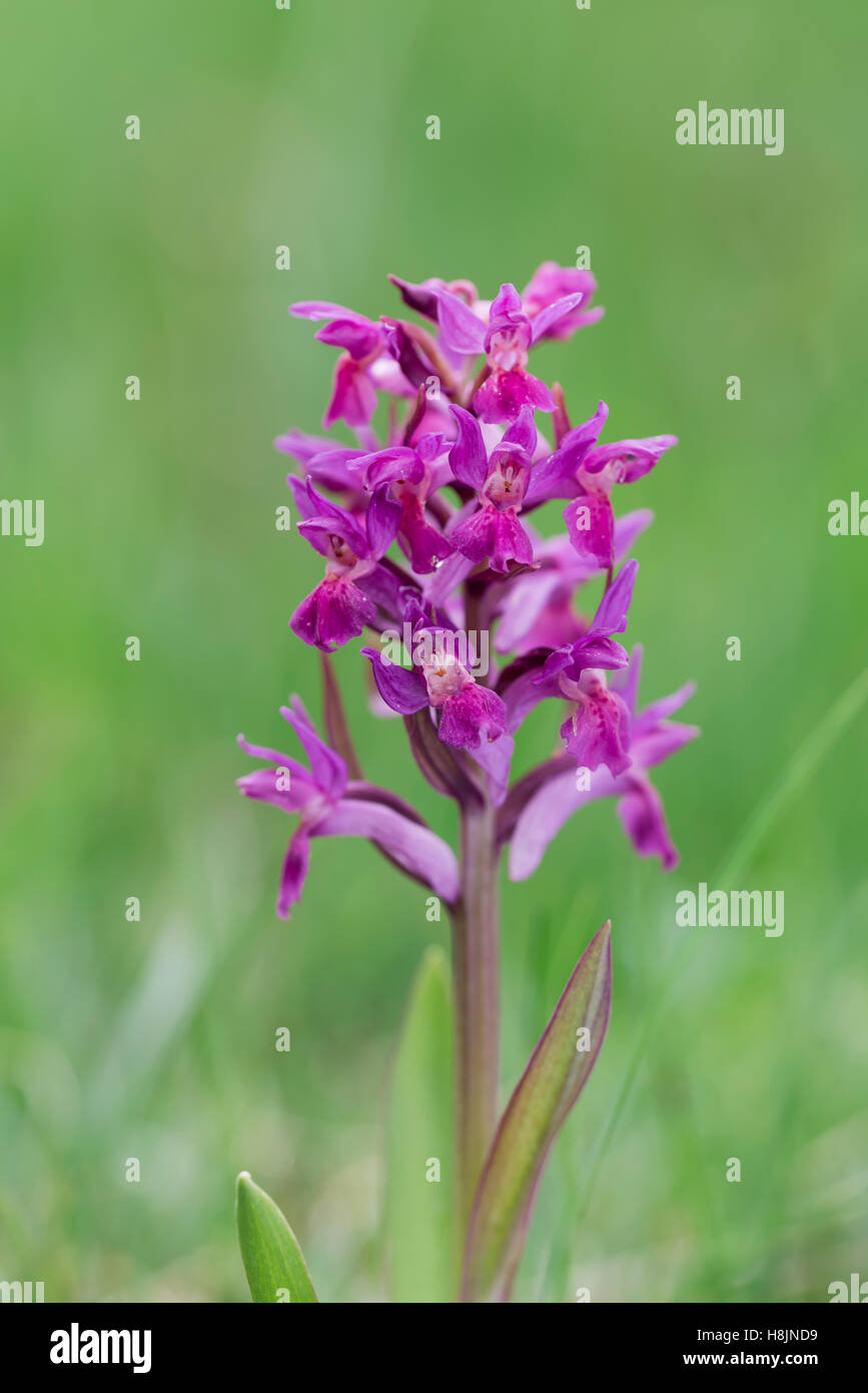 Holunder-Knabenkraut, Dactylorhiza Sambucina Holunder-blühenden Orchidee Stockfoto