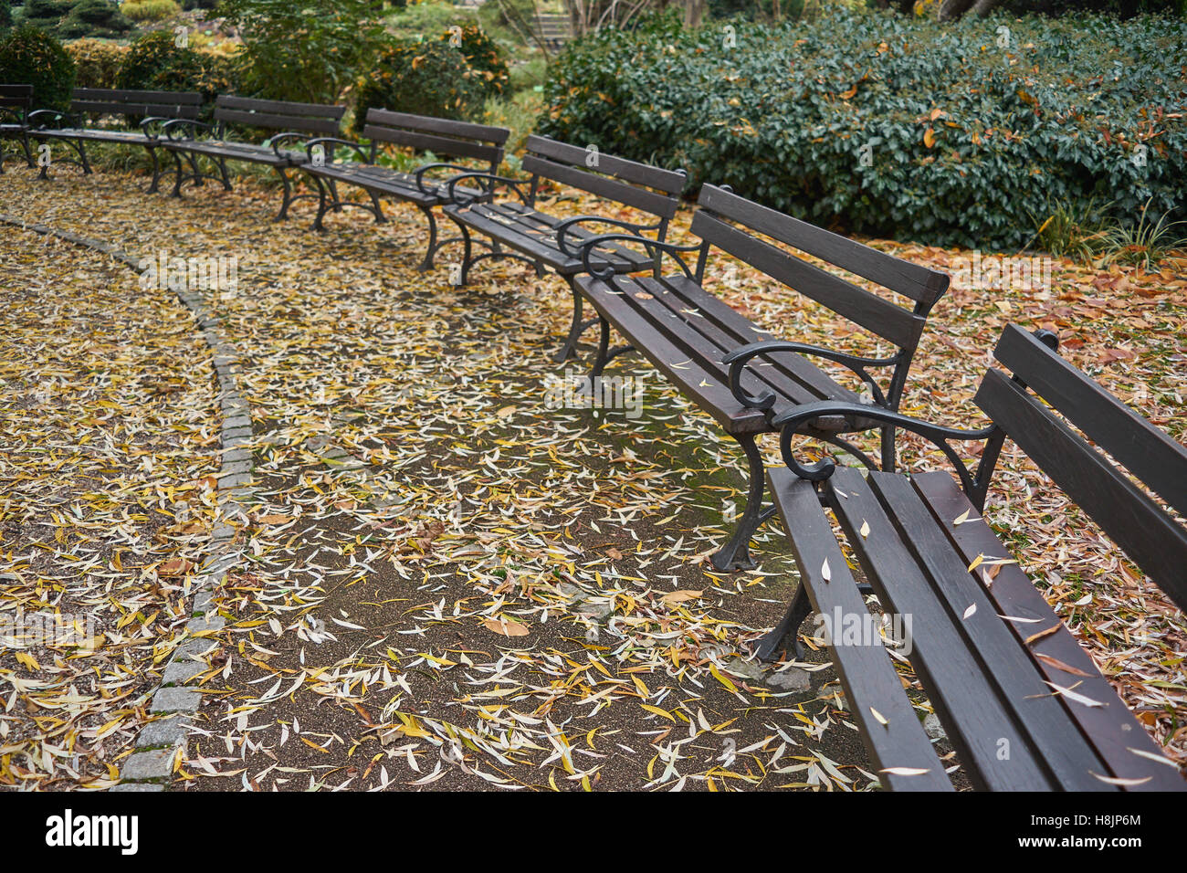 Leere Bänke unter den gefallenen Herbst Blätter Nostalgie Stockfoto