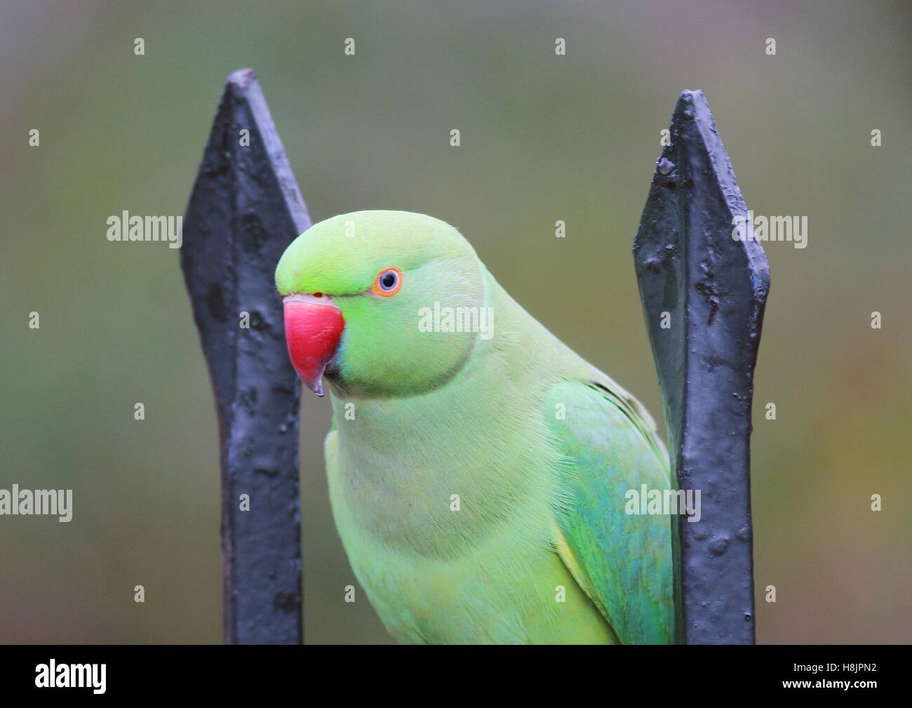 Ring-Necked Parakeet Stockfoto